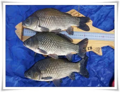 엄청난 마릿수와 월척 마릿수 ~~