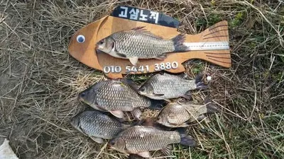 [고삼지] 3차 산란