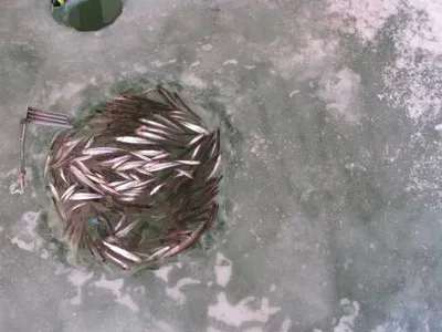 [두창지] 빙어 잘 나오네요