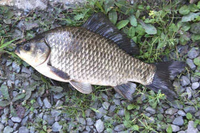 9월 마지막주 경산권 조황 안내 입니다.