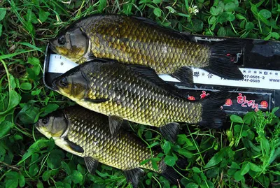 의성권 조황입니다