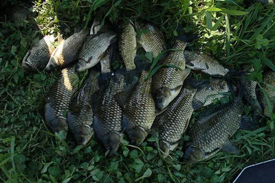 대물 마릿수 좋습니다.......