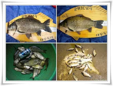 월척과 마릿수조황 ~~