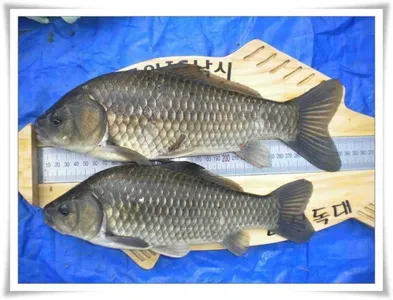 대물조황과 배수없는 소류지들 ~~