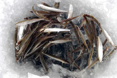 빙어 100여수 붕어 마릿수....