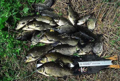 손맛 제대로 보셨습니다.