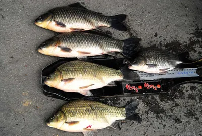 의성권 조황입니다