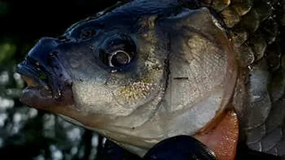 여름 대물낚시터를 찾아서[진량권]