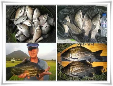 월척과 마릿수조황들 ~~