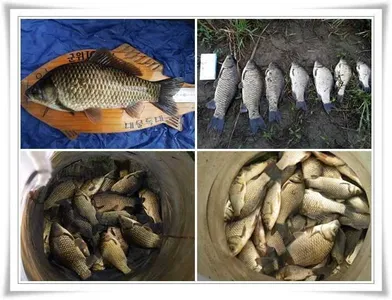 4짜와 생자리,소신출조조황들 ~~