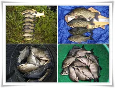 대물과 월,준척 마릿수를 ~~