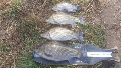 경북의성대물들 마릿수.....