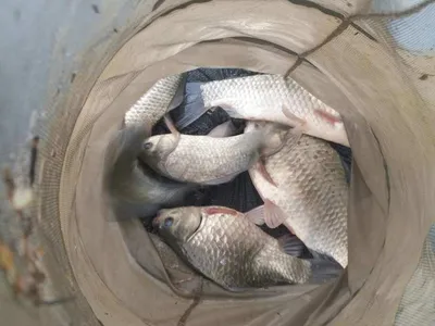 [고삼지] 오름수위에 붕어산란