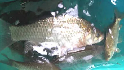 포근한 봄눈내린 저수지 풍경