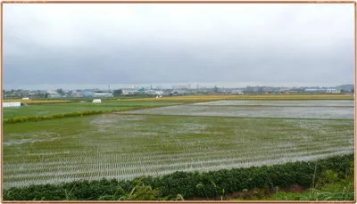 진위천 조황 소식