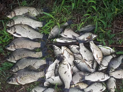 가을대물들 대박...치세요 ~