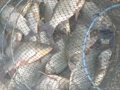 의성권 조황입니다