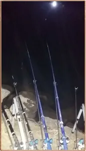 진위천 조황 소식