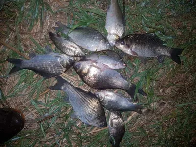 [청미천] 떡붕어가 우세합니다