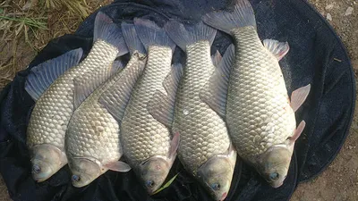 가을 대물붕어 마릿수 .....