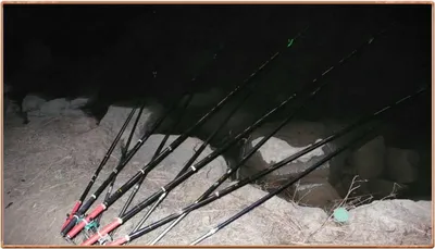 진위천 조황 소식