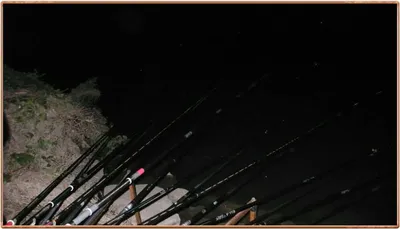 진위천 조황 소식