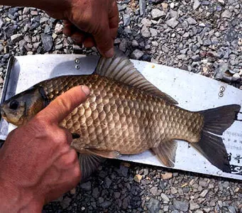 새봄을 맞는 조황안내 입니다.