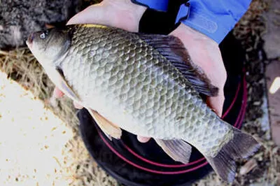 붕어소식 가득한 4월말 이야기 입니다.