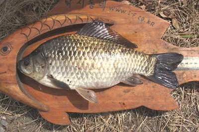 쪽박 아니면 대박-산란철 붕어낚시