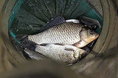 경칩에 드리는 조황안내 입니다.