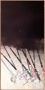 진위천 조황 소식