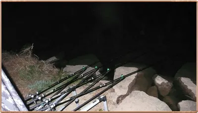 진위천 조황 소식