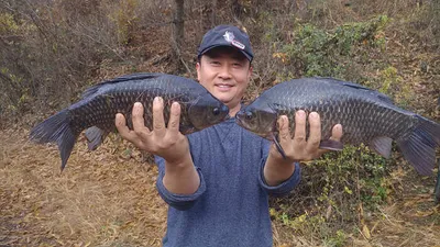 기록갱신 4짜붕어들 ~