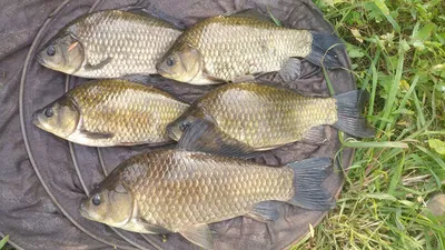 경북 의성권 조황입니다 ~