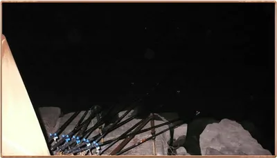 진위천 조황 소식