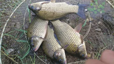 의성권 조황입니다