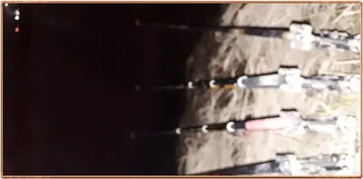 진위천 조황 소식