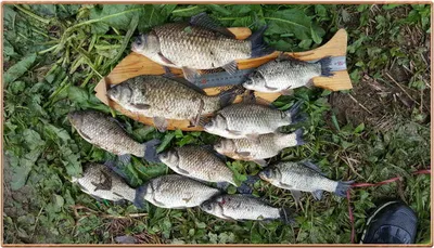 진위천 조황 소식