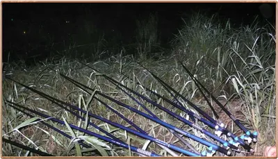 진위천 조황 소식