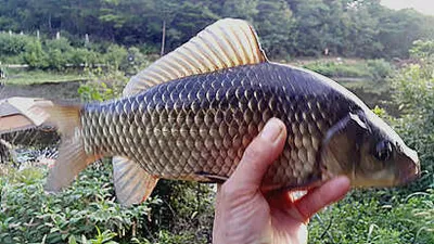 시즌을 여는 경산권 저수지 모습 입니다.
