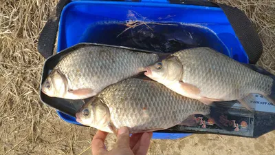 경북의성권 조황입니다