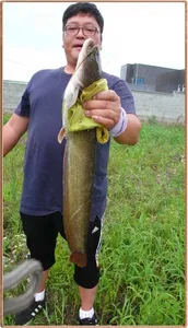 진위천 조황 소식