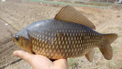 움직이는 의성 봄붕어 대물마릿수~