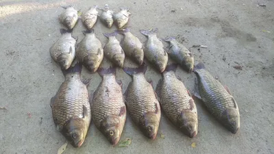 폭염속에서 사짜와 월척 마릿수를~