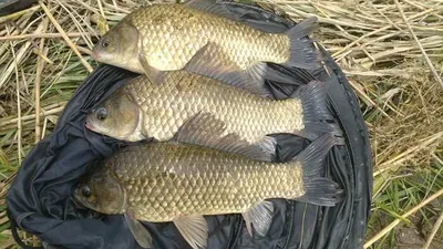 4짜대물들의 반란~~