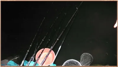 진위천 조황 소식