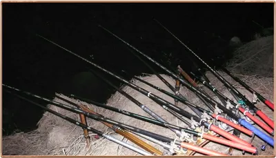 진위천 조황 소식