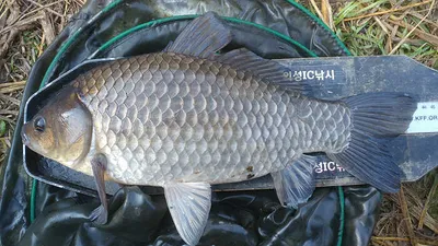 마름이 삭아내린 의성권 4짜대물붕어 기록갱신 ~