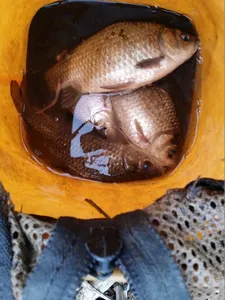 [청미천] 마릿수는 좋은데 씨알이