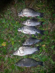 [청미천]안개속에 붕어들